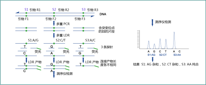 连接酶检测反应(LDR)分型方法