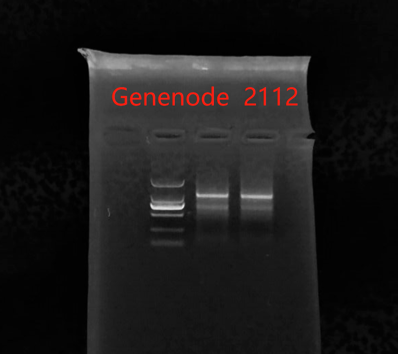 PAXgene Blood RNA KitRNA提取Genenode君诺德公司